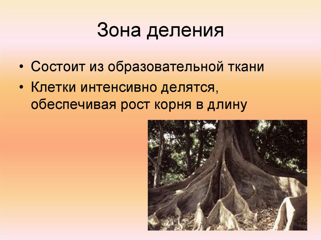 Зона деления