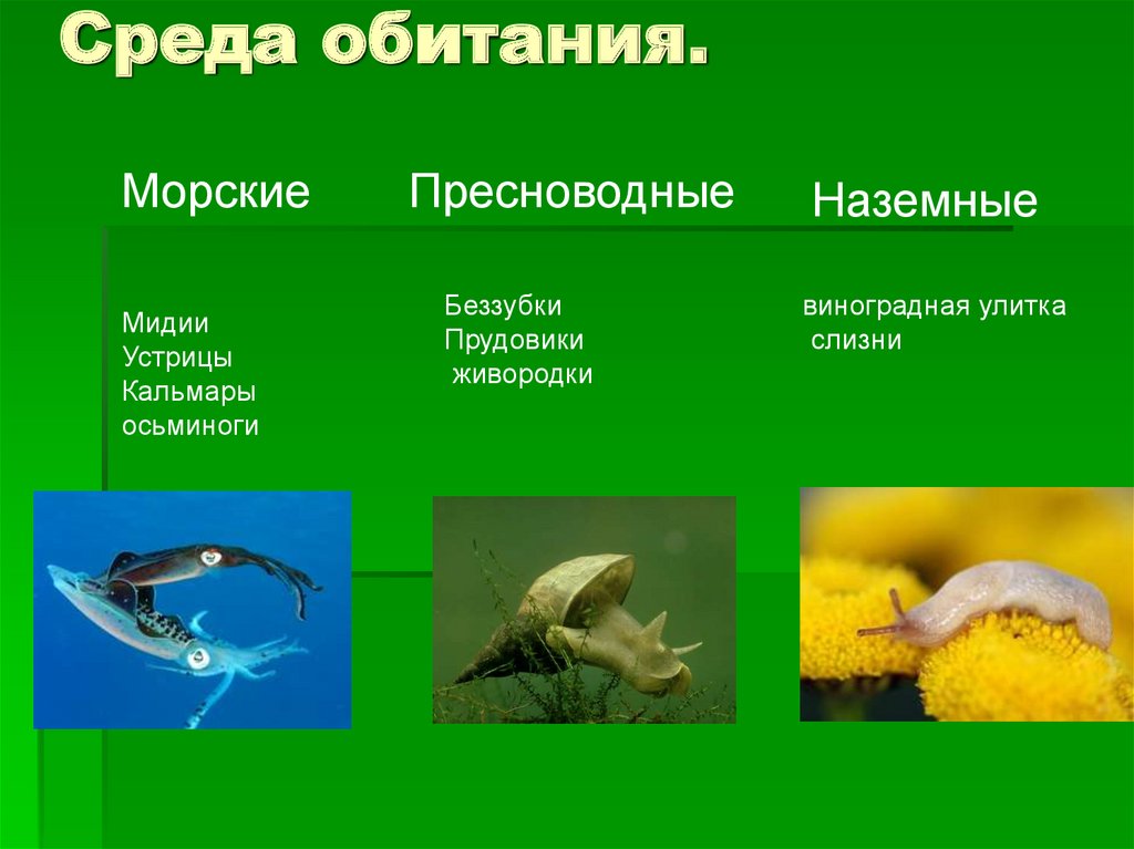 Три примера животных моллюски. Брюхоногие моллюски среда обитания. Улитка прудовик среда обитания. Экологические группы моллюсков. Морские Пресноводные и наземные моллюски.