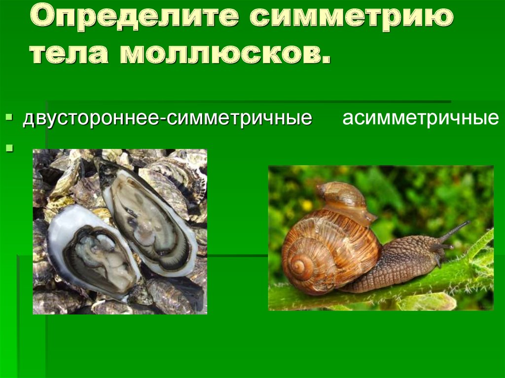 Лучевая симметрия моллюсков. Симметрия двустворчатых моллюсков. Моллюски симметрия тела. Типы симметрии моллюсков. Билатеральная симметрия у моллюсков.