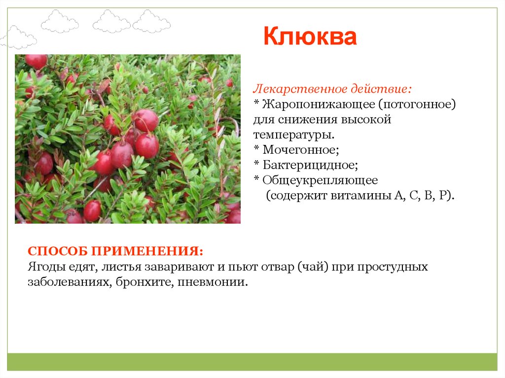 Какие отношения складываются между брусникой и медведем. Лекарственные растения Кировской области. Клюква лекарственное растение. Ягоды для снижения температуры. Лекарственные кустарники клюква.