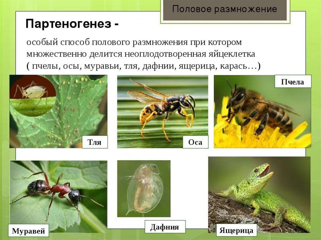 Почему некоторые животные выглядят как растения презентация