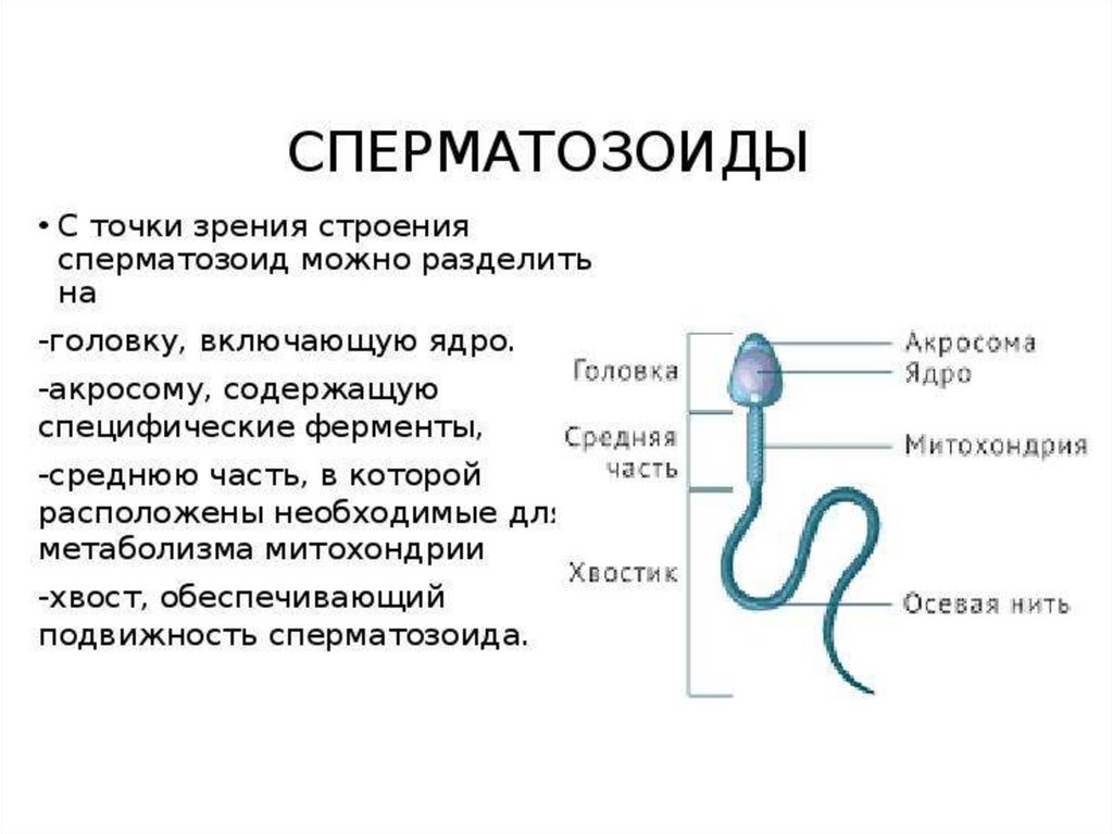 Различия в строении половых клеток. Строение и функции спермия. Внутреннее строение сперматозоида. Сперматозоид строение и функции. Структура сперматозоида.