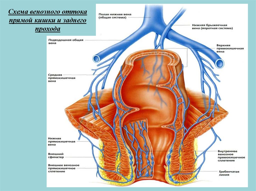 Кровоснабжение прямой кишки