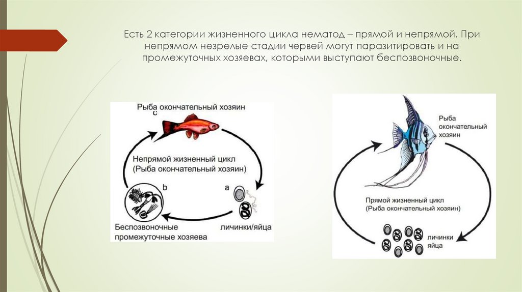У рыбы прямое или непрямое развитие. Прямой и непрямой жизненный цикл. Жизненный цикл нематоды в человеке. Каковы характерные особенности жизненных циклов нематод. Роль червяка в биосфере.