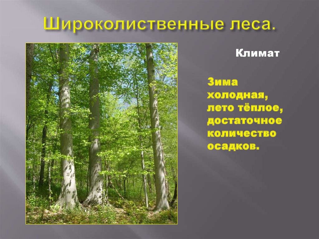 Широколиственный лес характерные растения. Широколиственные леса зона. Климат в широколиственных лесах России. Широколиственные леса презентация.