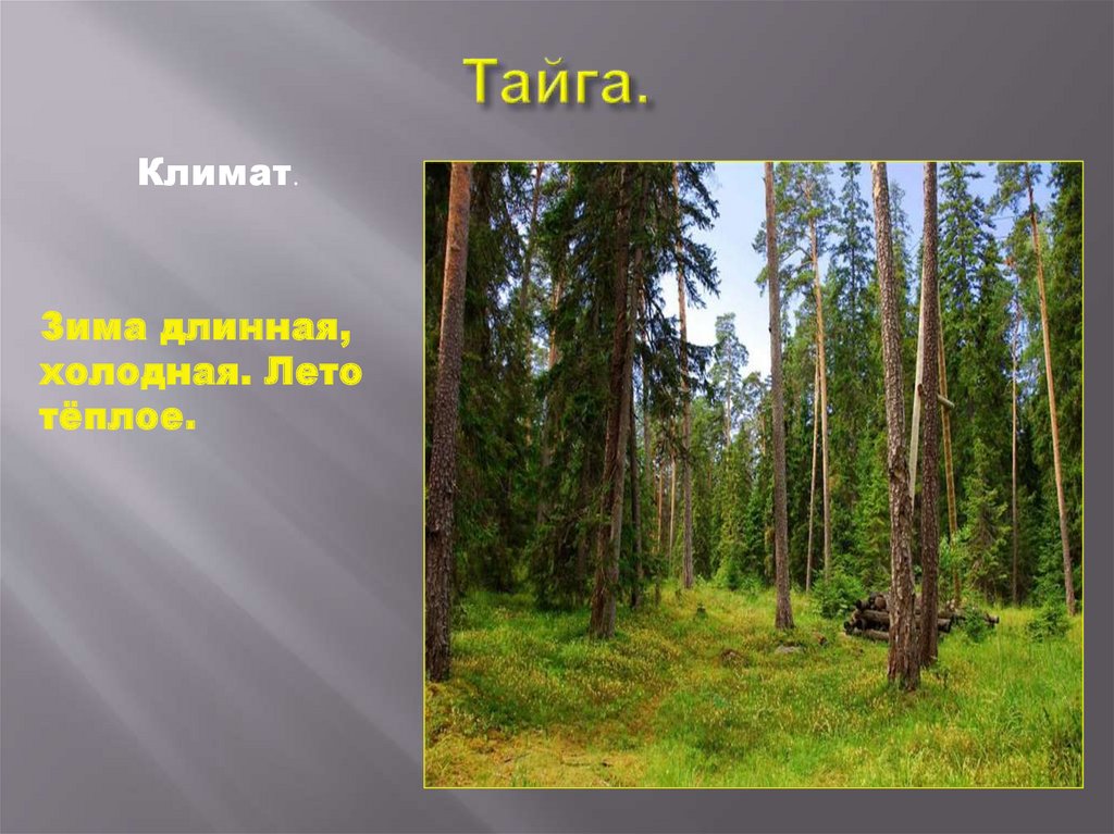 Пояс тайги в россии. Климат тайги. Климат пояс тайги. Леса умеренного пояса 8 класс. Тайга умеренный пояс климат.