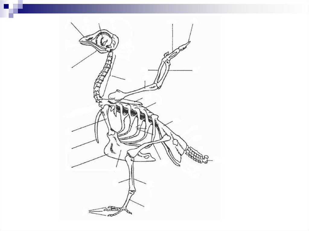 Скелет птиц приспособлен к полету. Строение скелета сизого голубя. Строение скелета птицы без подписей. Скелет птицы биология 7 класс. Строение скелета птицы схема.