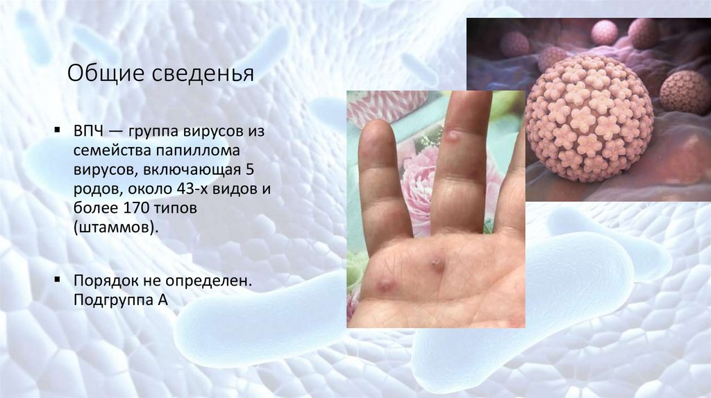 Вирус папилломы человека - online presentation