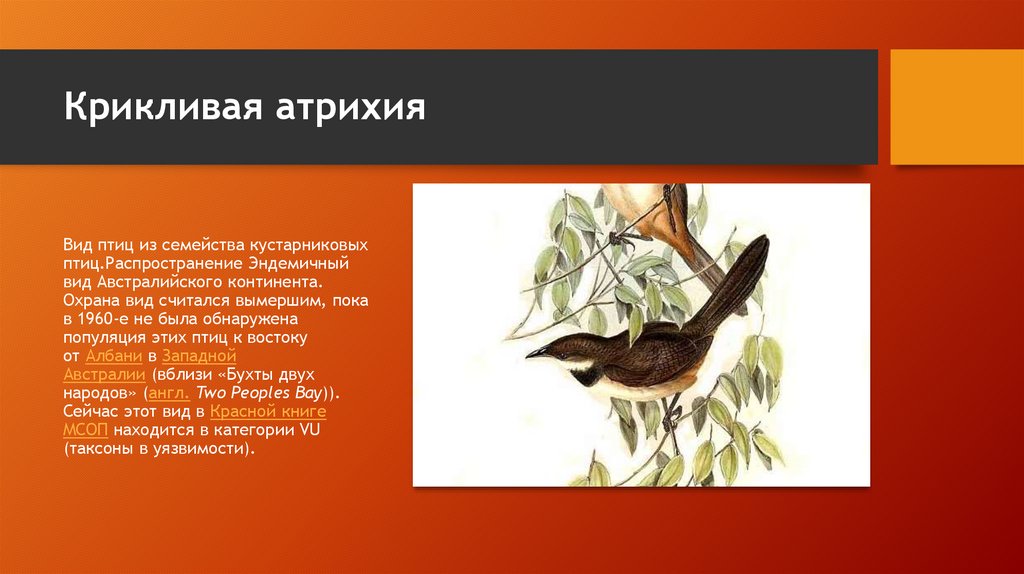 Крикливая атрихия