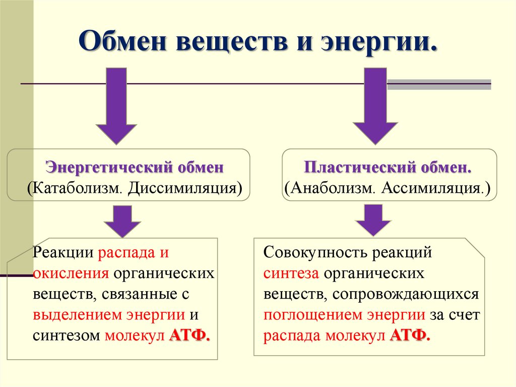 Класс обмен веществ и энергии