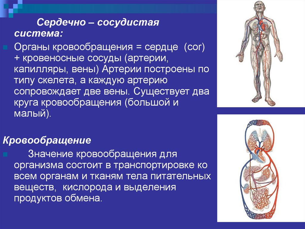 Сердце физиология презентация