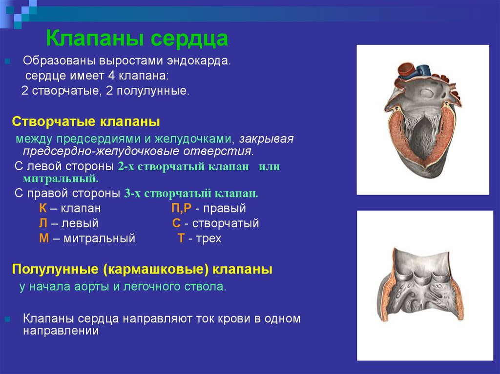 Схема расположения клапанов сердца