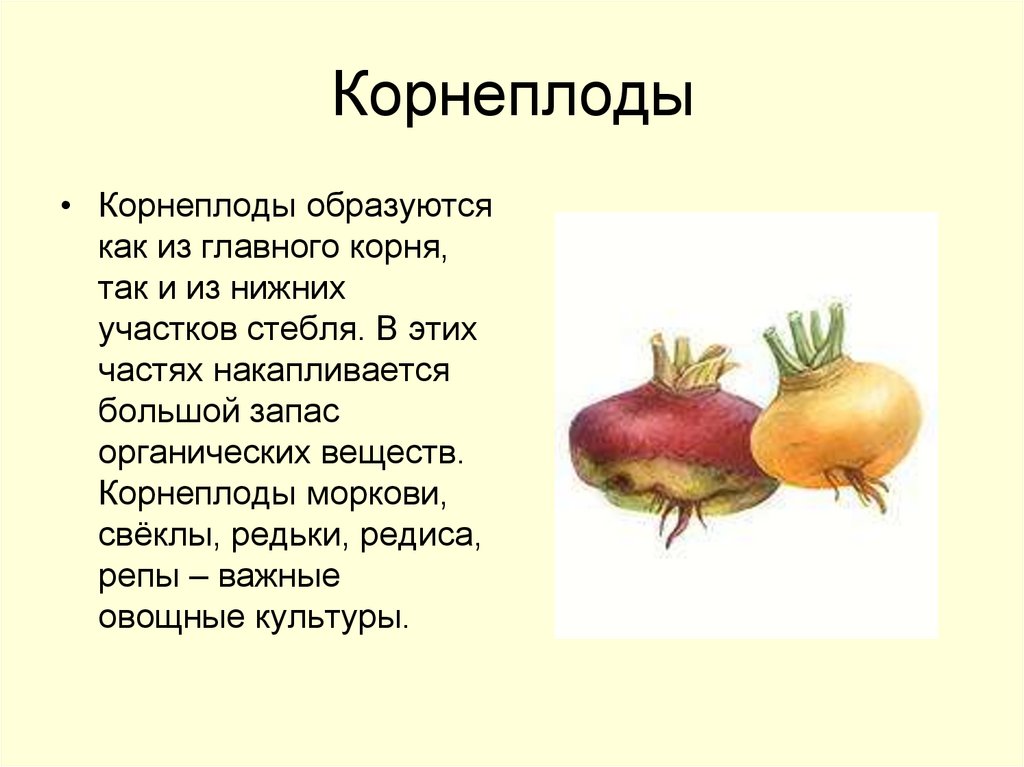 Примеры корнеплодов