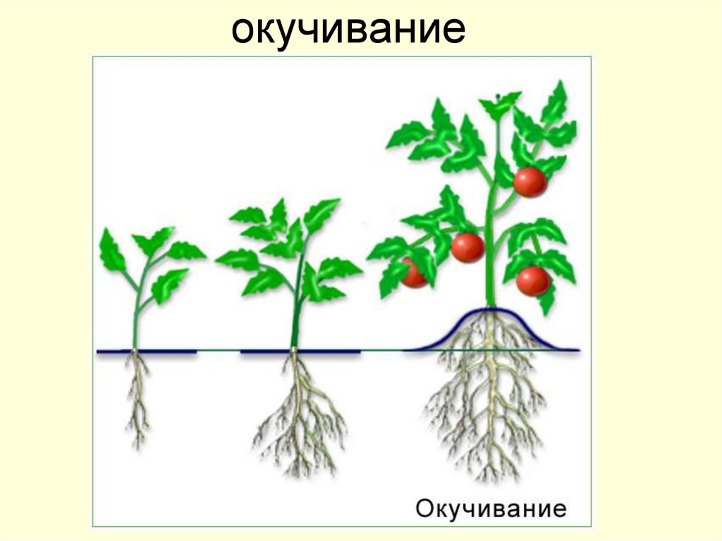 Развитие корневой системы томата. Окучивание картофеля биология. Окучивание картофеля корни. Агроприем для картофеля окучивание. Корневая система томатов.