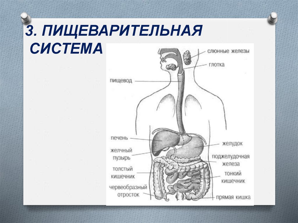 Органы человека вопросы. Пищеварительная система для детей. Из чего состоит пищеварительная система. Пищеварительные железы в глотке. Анатомия для детей пищеварительная система.