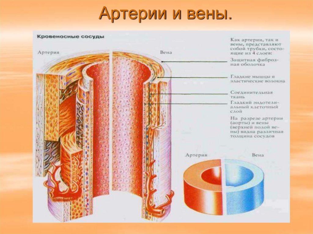 Стенки артерий и вен имеют. Строение стенок артерий и вен. Артерия и Вена строение. Строение артерии и вены. Схема строения стенки артерии и вены.