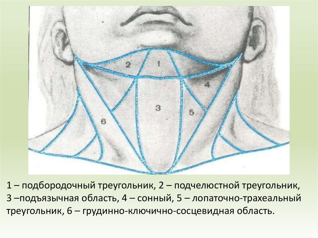 Нижний треугольник в верхней. Треугольники шеи топографическая анатомия.