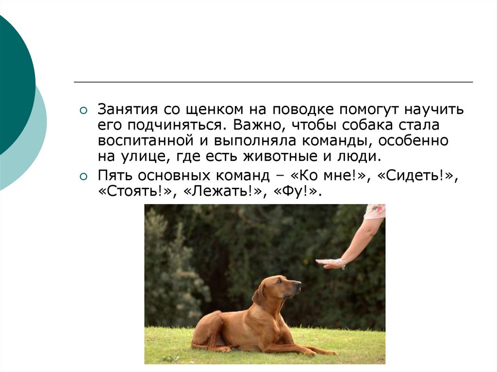 Рассуждение на тему собака друг человека. Проект собака друг человека. Собака лучший друг человека презентация. Проект собака друг человека 1 класс. Исследовательский проект собака друг человека.