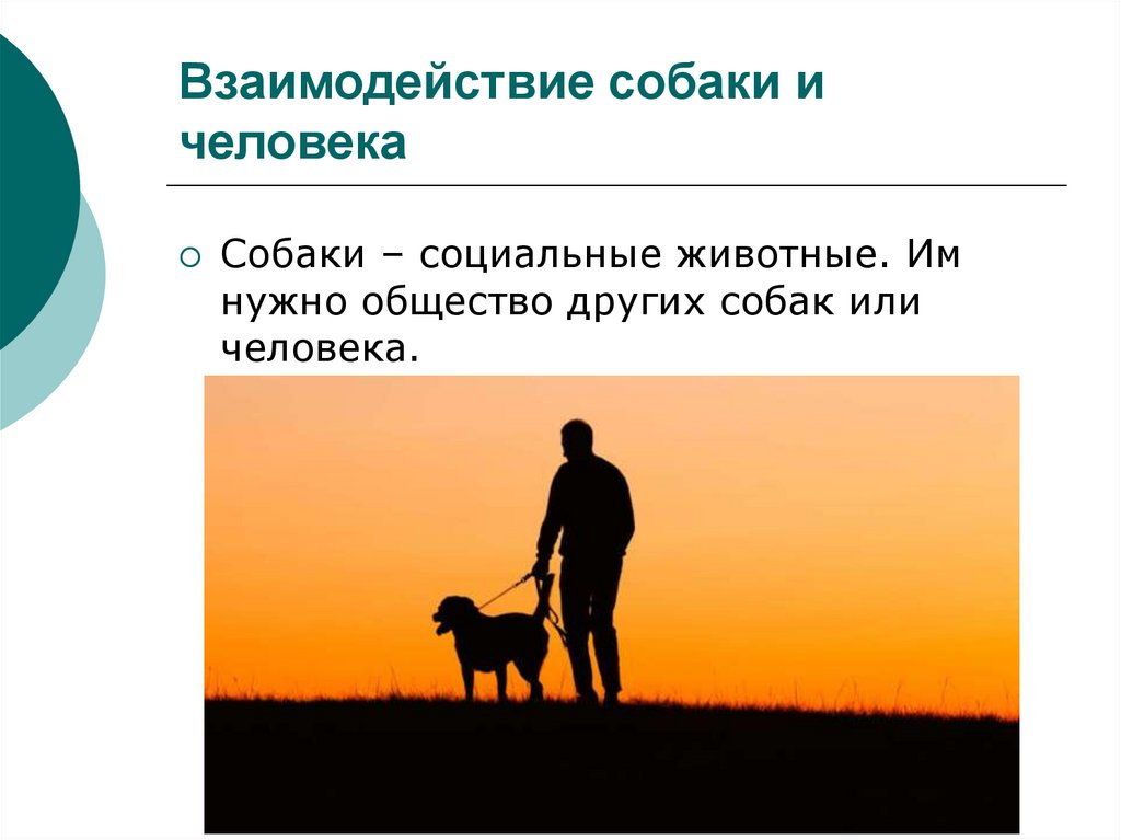 Собака и человек 1 класс. Собака друг человека презентация. Взаимодействие человека с собакой. Взаимоотношения человека и собаки. Исследовательский проект собака друг человека.