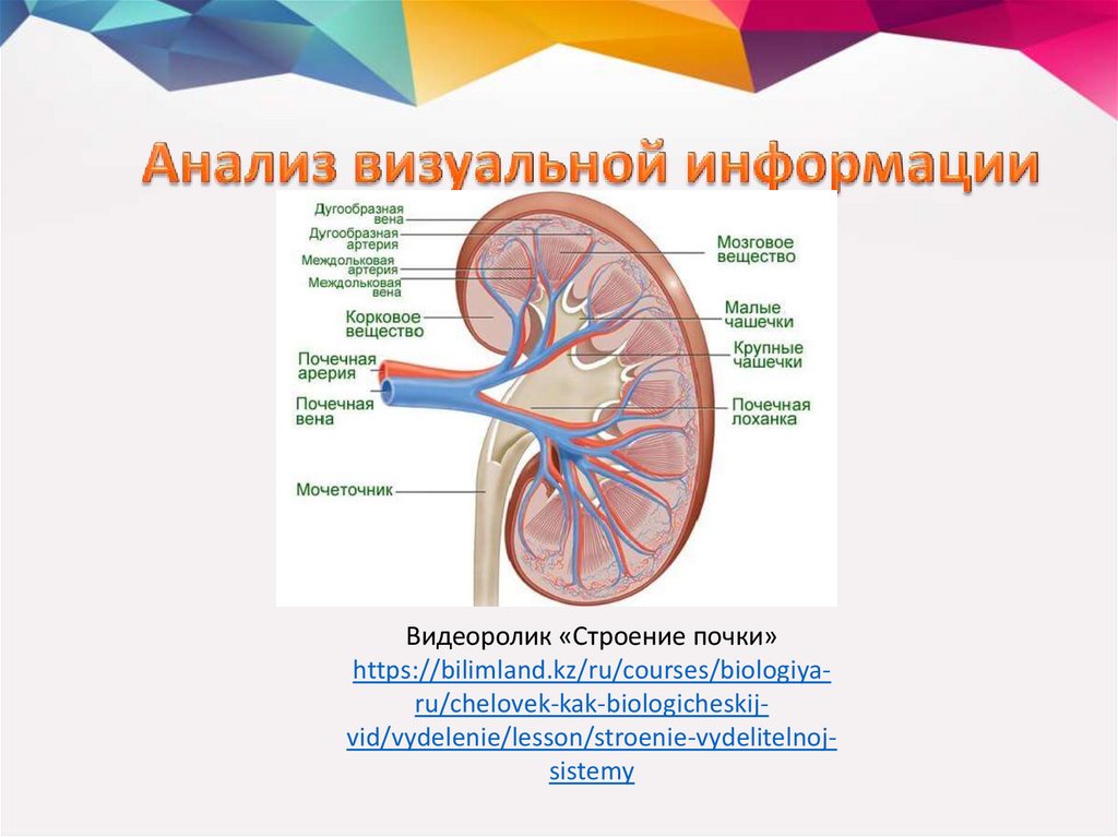 Структурные элементы почек. Элементы почечной ножки. Мочекислая блокада почечных канальцев.