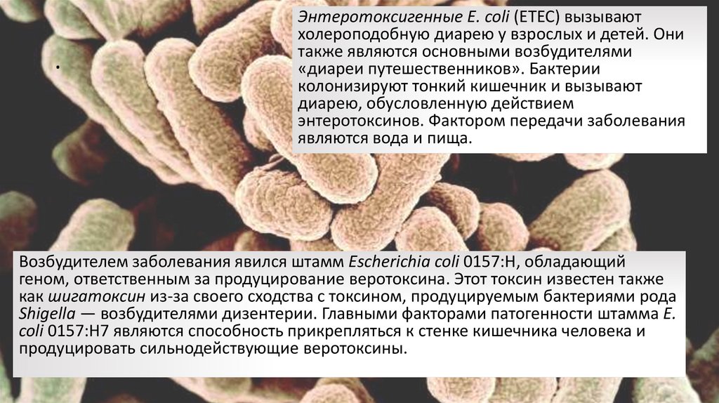 Роль бактерий в цепях питания
