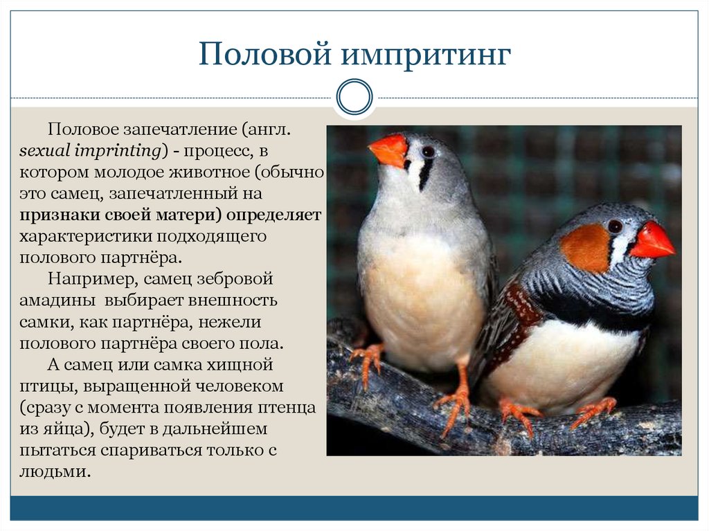 Половой импритинг