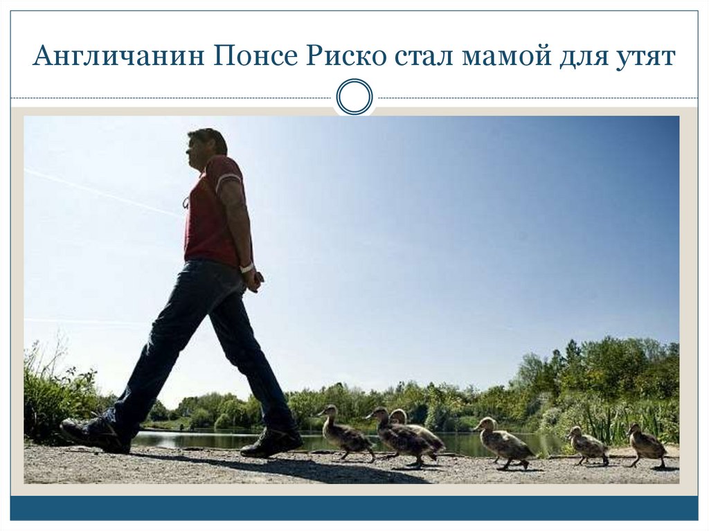 Англичанин Понсе Риско стал мамой для утят