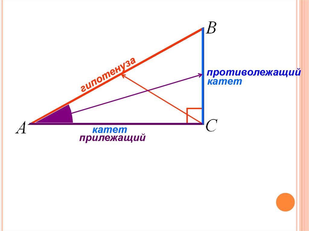 Противолежащий и прилежащий катет в треугольнике