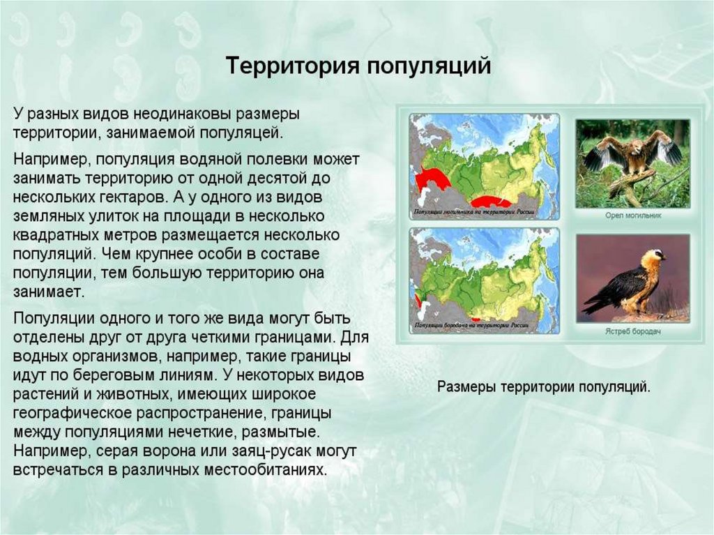 Популяция как единица эволюции презентация