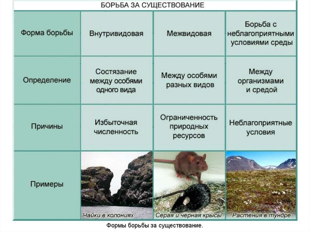 Вид и популяция презентация