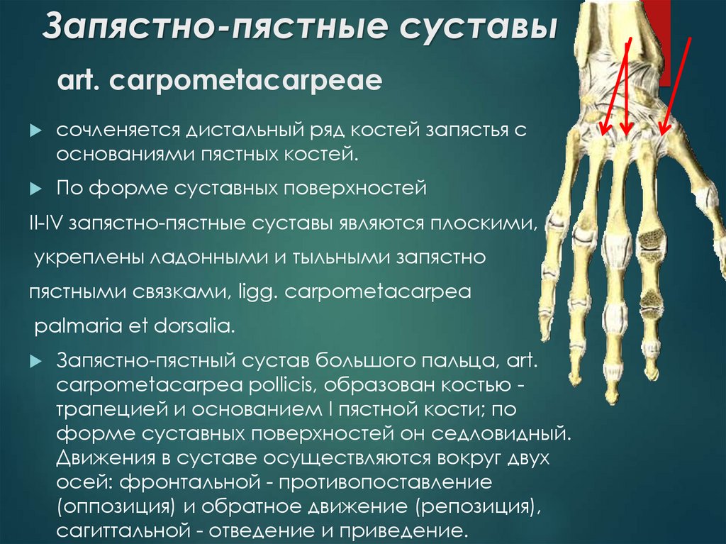 Соединения костей запястья. Запястно-пястный сустав. Суставы пястных и запястных костей. Запястно-пястный сустав характеристика. Суставы пястно-запястного сустава.