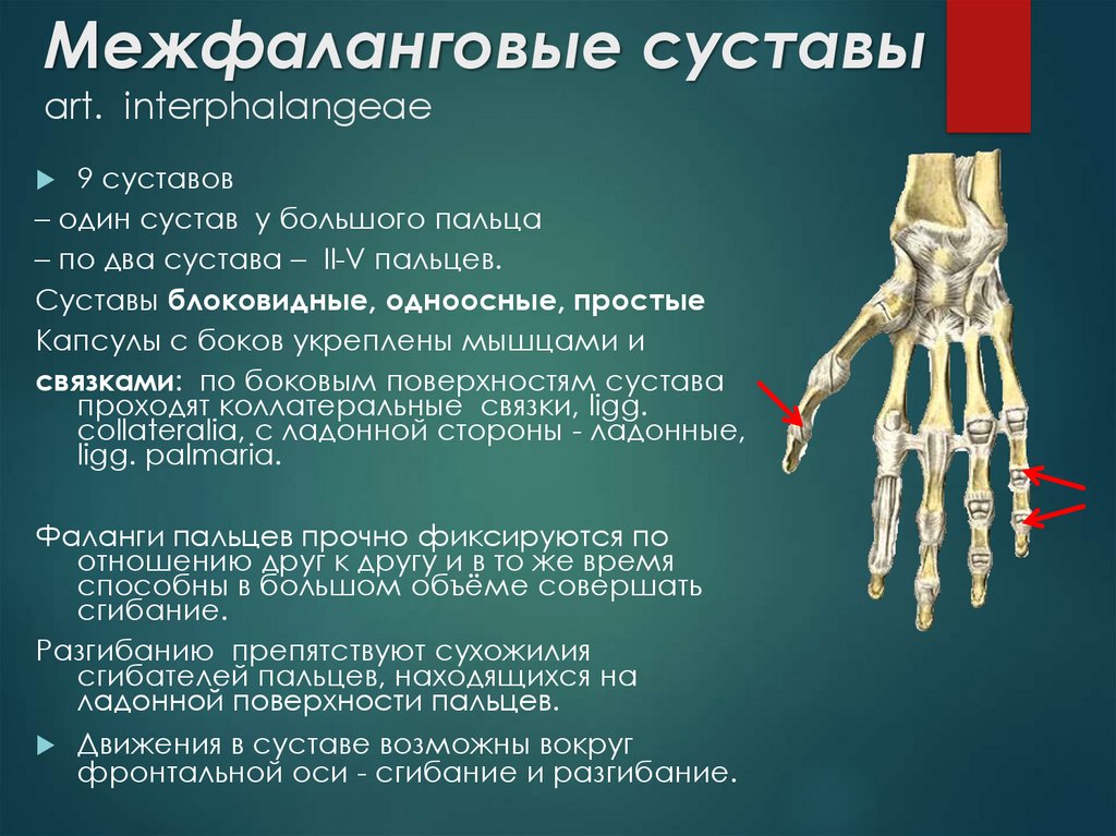Соединения костей запястья. Межфаланговый сустав 1 пальца стопы. Межфаланговые суставы стопы анатомия. Блоковидный сустав межфаланговый. Проксимальные межфаланговые суставы.