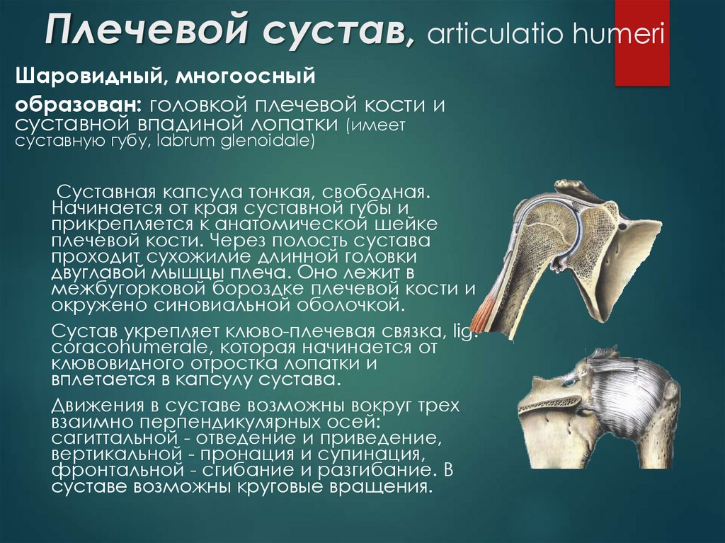 Соединения костей плечевого пояса. Плечевой сустав (articulatio Humeri). Плечевое соединение костей. Лучевой сучтав многоостный. Тип соединения костей плечевого сустава.