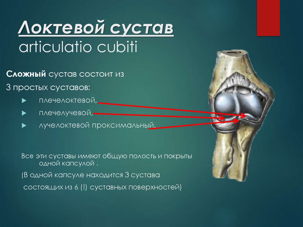 Плечелоктевой сустав. Локтевой сустав плечелоктевой сустав. Капсула articulatio cubiti. Сустав cubiti. Соединение костей локтевой сустав.