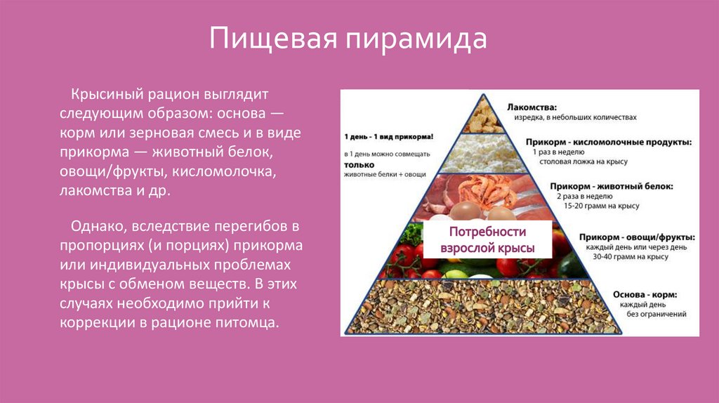 Пищевая пирамида