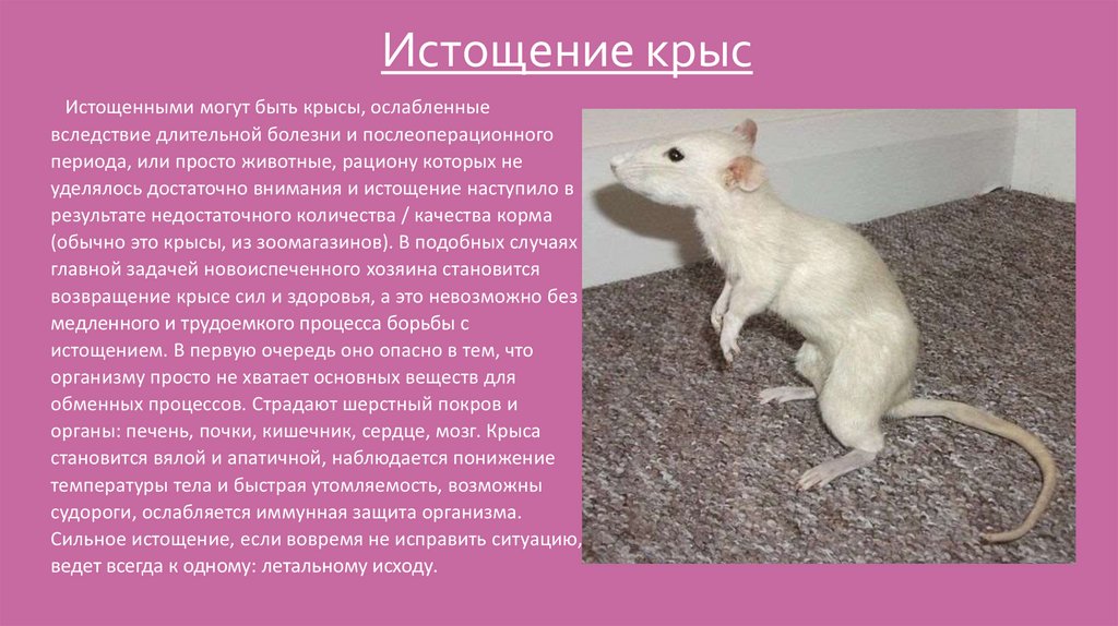 Истощение крыс