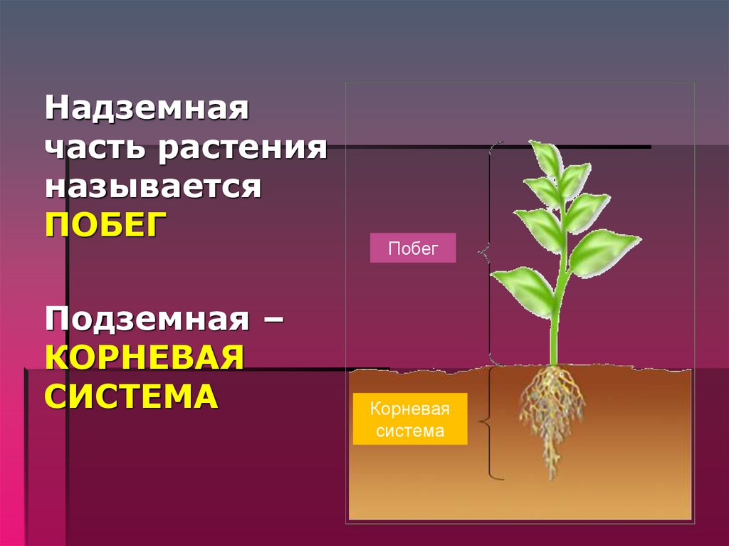 Органы растения 3 класс. Надземная часть растения. Надземная часть цветкового растения. Надземный вегетативный орган растения. Побег растения.
