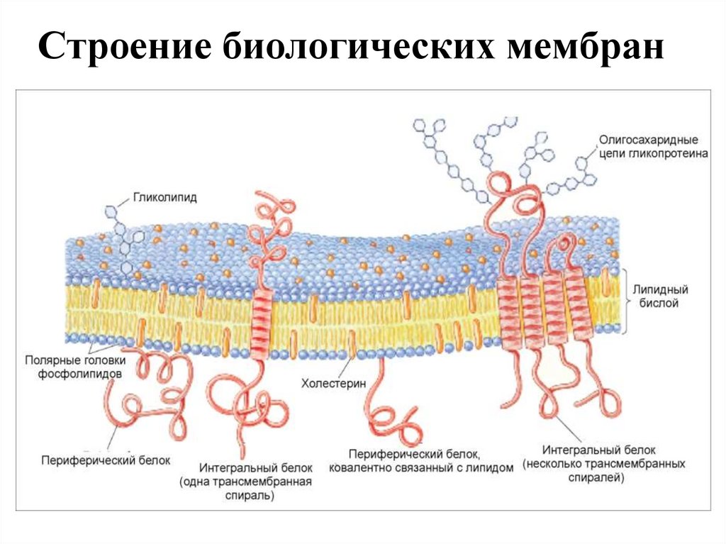 Клетка оболочка функции