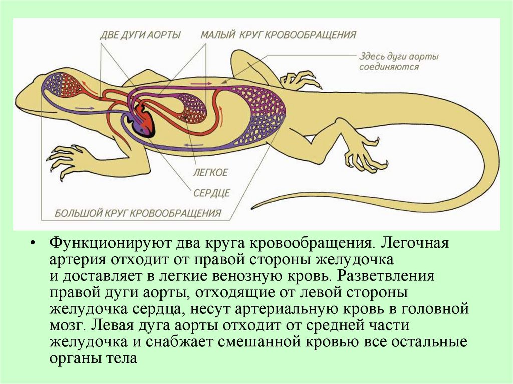 Смешанная кровь у рептилий. Кровеносная система система пресмыкающихся. Внутреннее строение пресмыкающихся. Строение кровеносной системы рептилий. Большой круг кровообращения у пресмыкающихся.