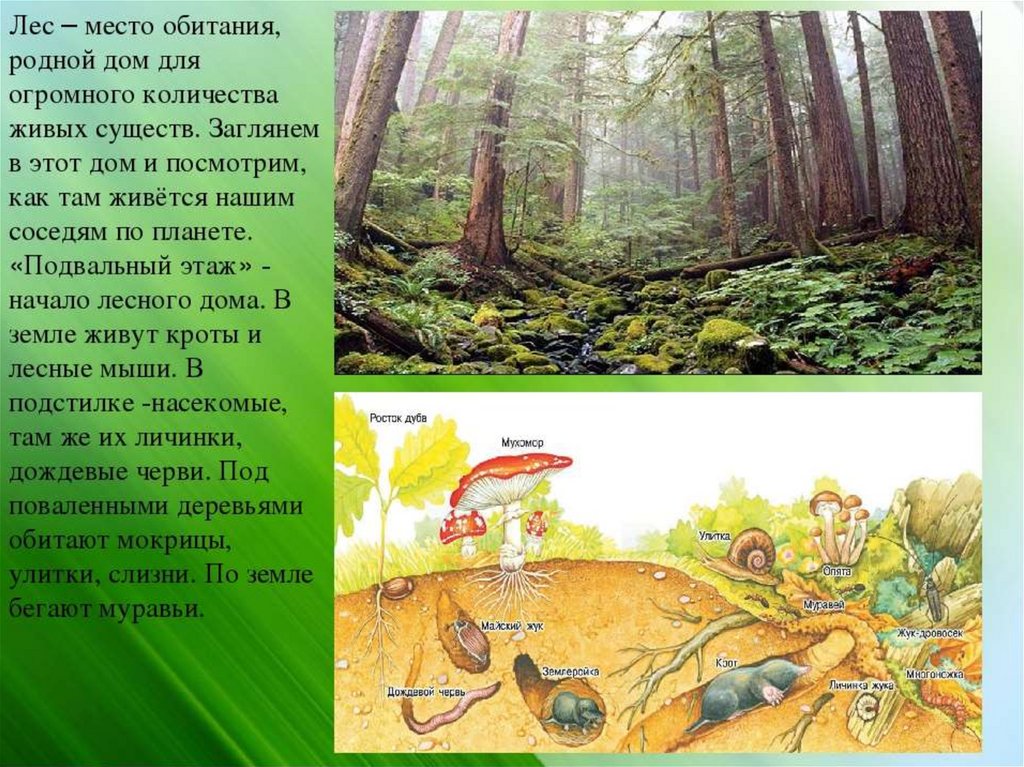 Презентация на тему природные сообщества. Природное сообщество лес. Ljrkfl YF ntveприродное сообщество. Доклад про лес. Рассказ о лесе.