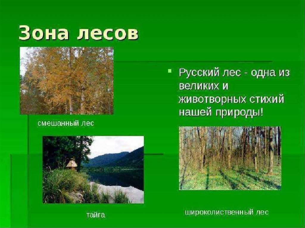 Леса россии презентация 1 класс. Зона лесов смешанные широколиственные. Широколиственный лес лес природная зона. Лесные зоны презентация. Презентация зона лесов.