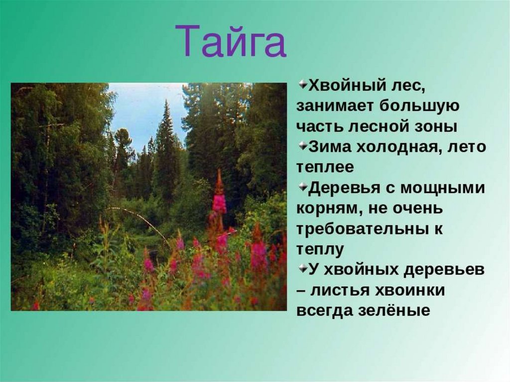 Проект о тайге