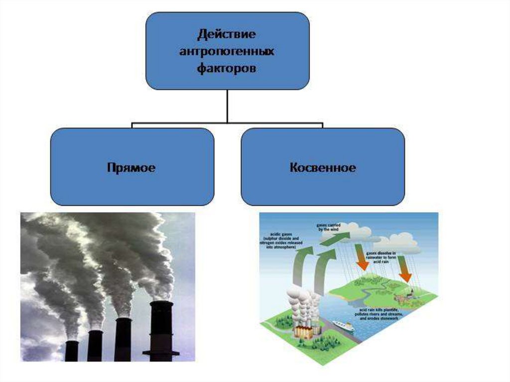 Антропогенные экологические факторы презентация