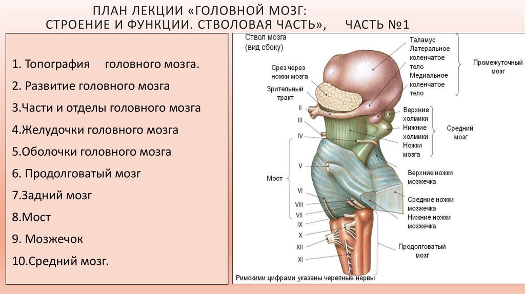 Средний мозг строение и функции. Функции среднего мозга и мозжечка. Проверочная по теме головной мозг. Тест по теме головной мозг анатомия. Средняя ножка мозжечка латынь.