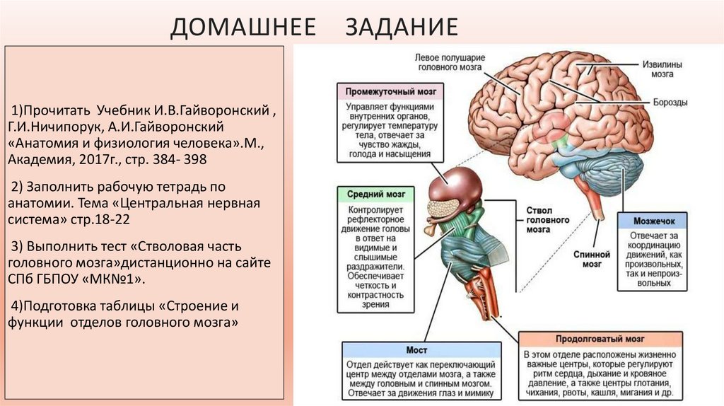 Функции среднего головного мозга человека. Головной мозг строение и функции. Головной мозг задание. Функции среднего мозга головного мозга. Зачет по строению головного мозга.