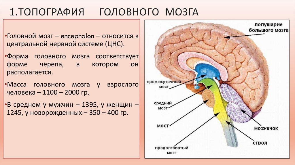 Перечислите отделы ствола головного мозга