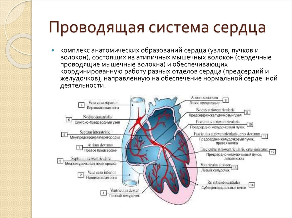 Синусно предсердный узел находится