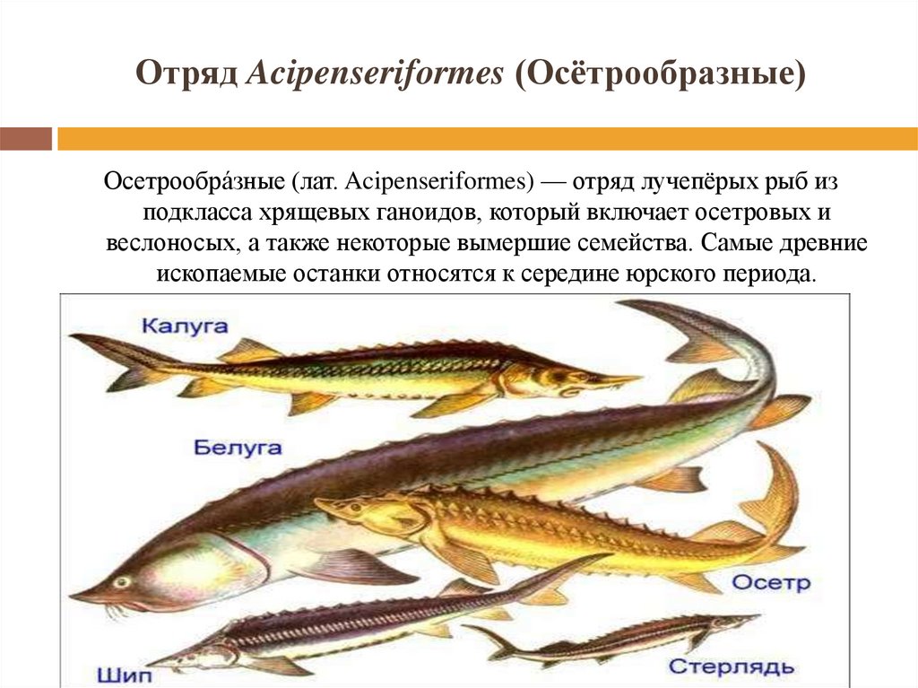 Какие рыбы относятся к классу костные. Отряд лучеперые рыбы. Класс костные рыбы отряд Осетрообразные. Отряд Осетрообразные внешнее строение. Биология 7 класс отряд Осетрообразные.