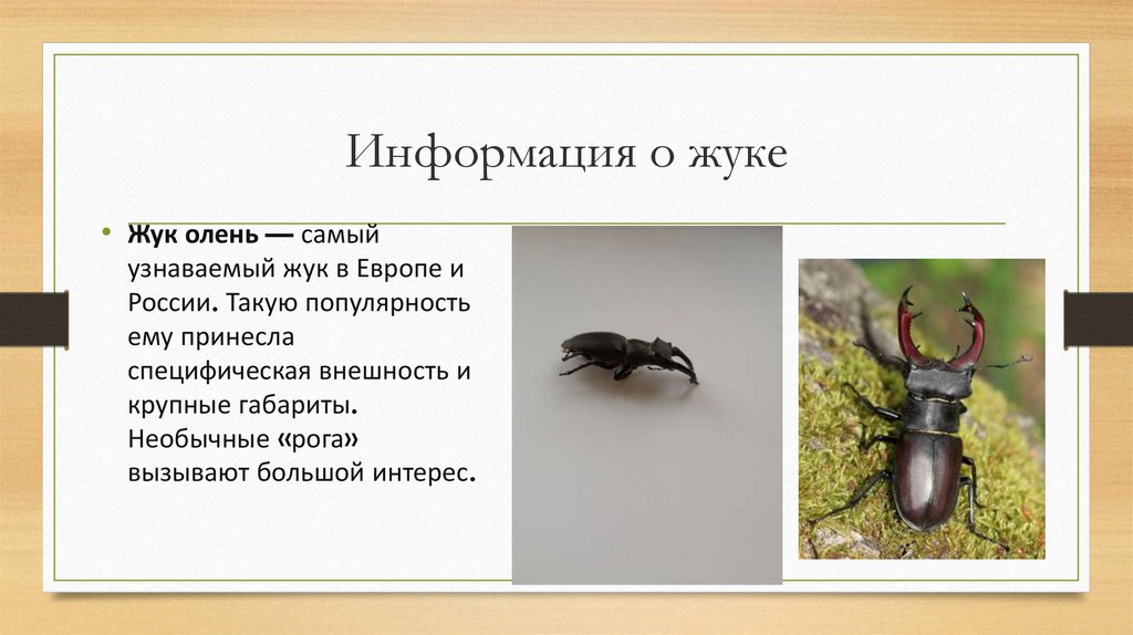 Для жука характерно развитие