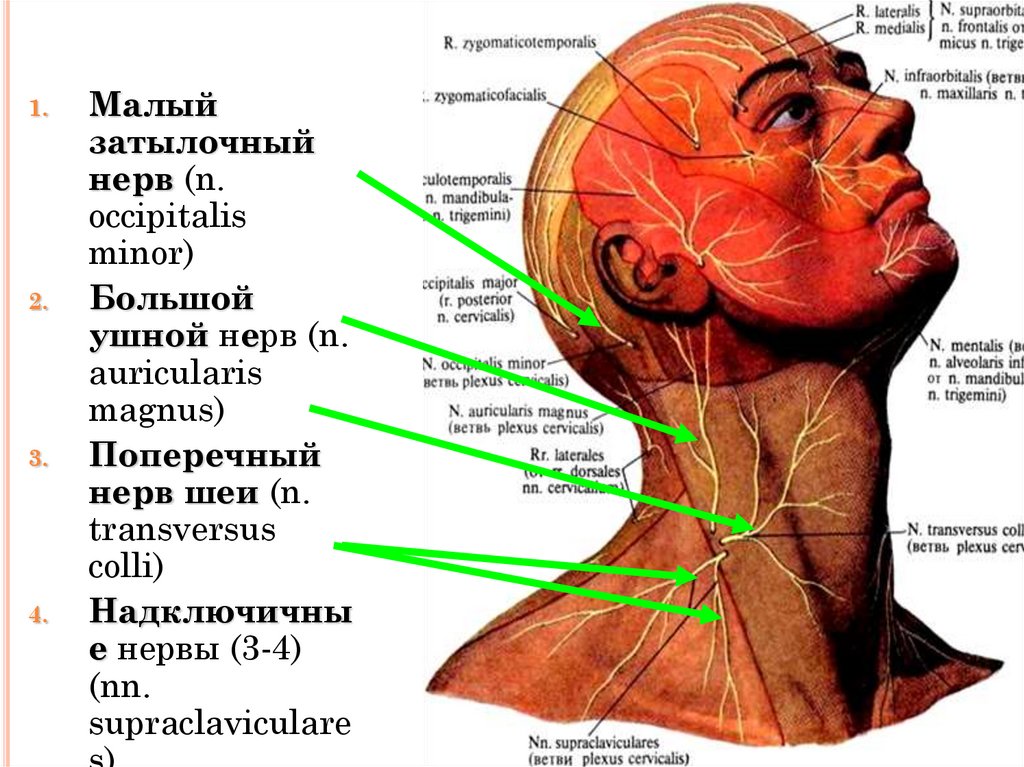 Поперечный нерв шеи. Малый затылочный нерв и большой ушной нерв. Большой ушной нерв латынь. Нервы шейного сплетения кожные ветви. Двигательные ветви шейного сплетения иннервируют.